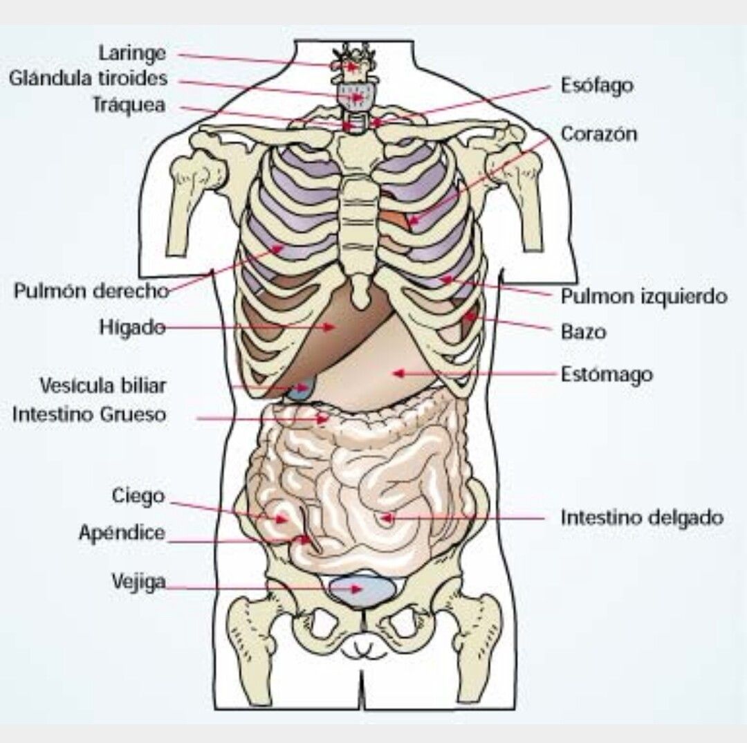 1557 - ¿Cuánto sabes de anatomía?