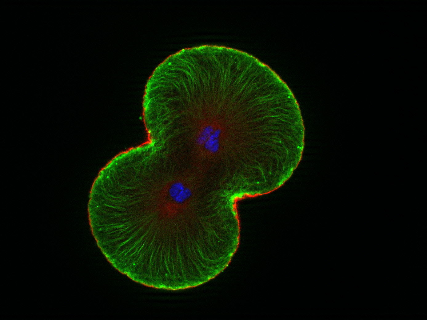 ¿Cuál es el proceso por el cual a partir de una célula madre, se obtienen dos células hijas idénticas?
