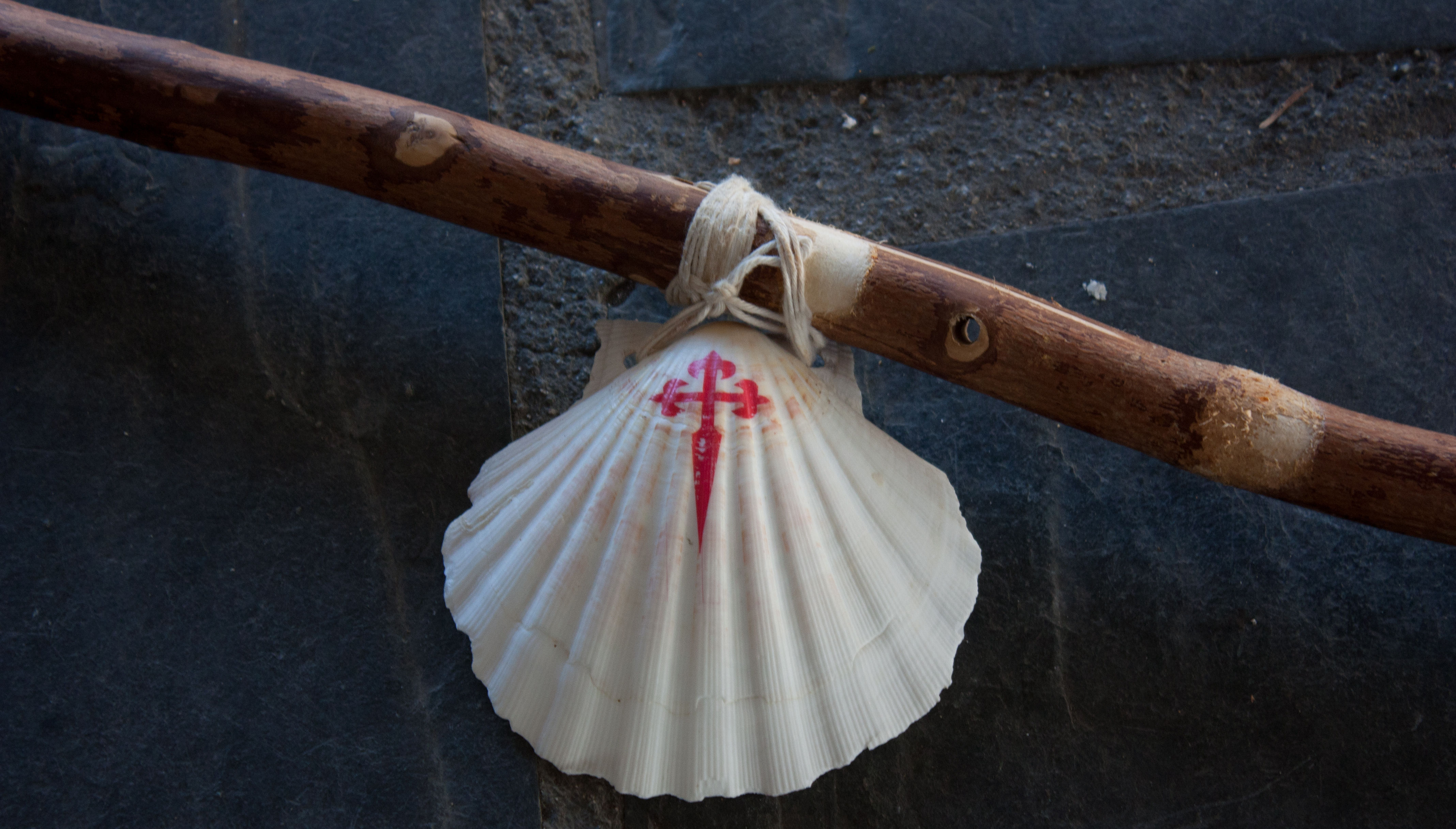¿Por qué es una concha  de una vieira el símbolo del camino de Santiago y de los peregrinos?