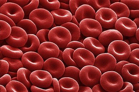 ¿Cuál es la substancia que produce el color de la sangre?