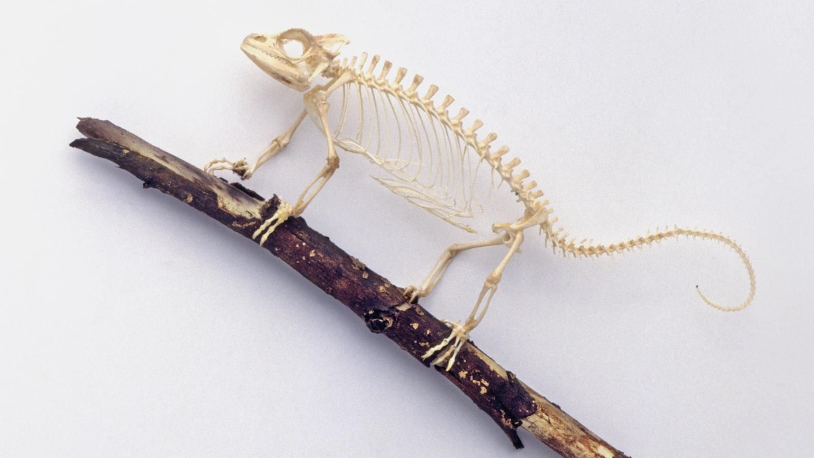 ¿A qué animal pertenece este esqueleto?