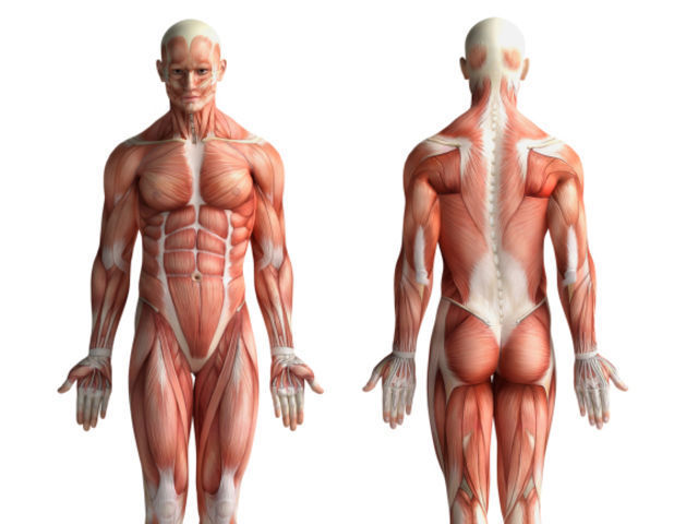 ¿Cuántos músculos tiene el cuerpo humano?