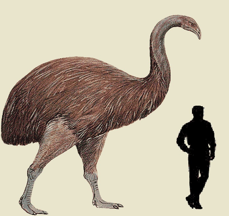 Los Moa (Dinornis sp.) eran unos adorables pajaritos isleños de 3,5 m de altura que vivieron hasta no hace mucho en...