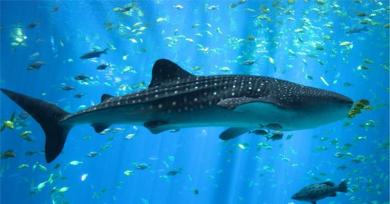 El tiburón ballena, es uno de los mayores peces del mundo, ¿cuánto puede llegar a medir?