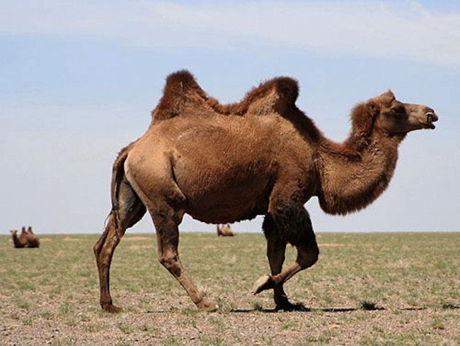 Dónde almacenan el agua los camellos y los dromedarios?