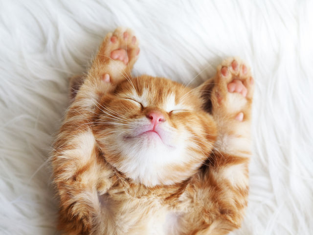 ¿Cuántas horas de sueño requiere un gato en un día?