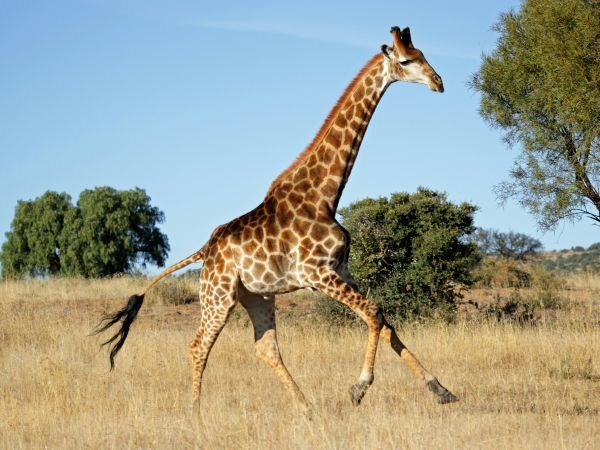 La jirafa es el único mamífero que no produce sonido alguno.