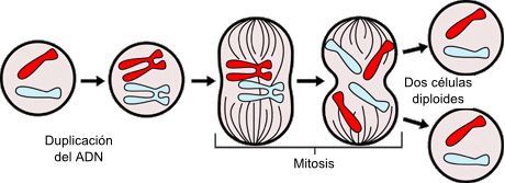 ¿Cuál de estas fases no pertenece a la mitosis?