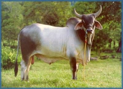 ¿Cómo se llama esta especie de bovino bastante conocido por la joroba que presenta?
