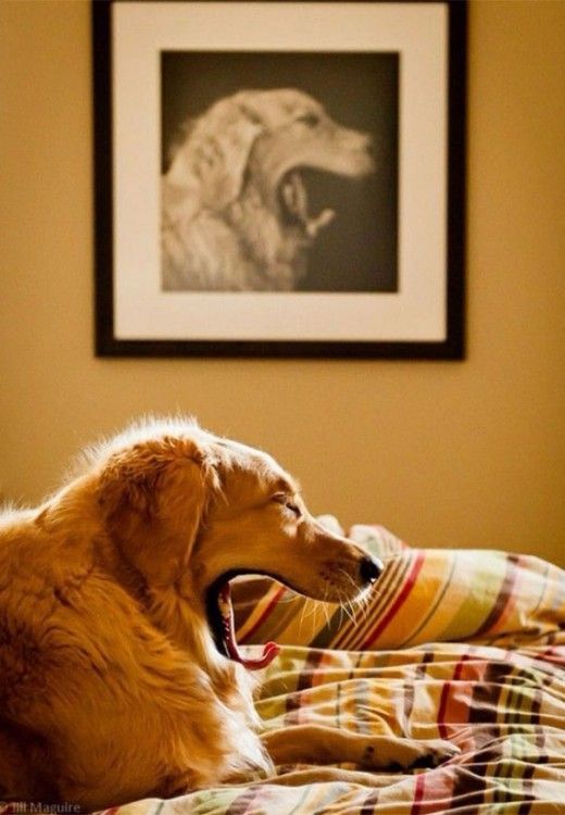 ¿Cómo nos afecta el dormir con nuestra mascota?