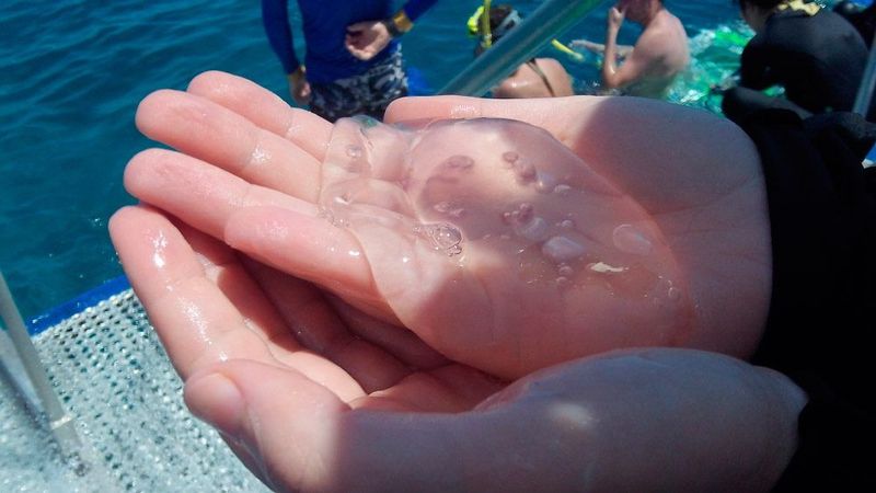 La orina cura las picaduras de medusa