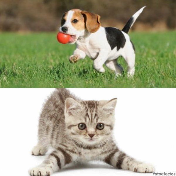 Perro vs Gato