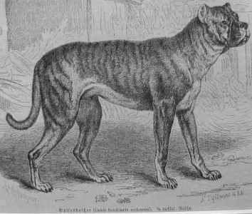 ¿Cuál es la raza canina considerada más antigua por los científicos?
