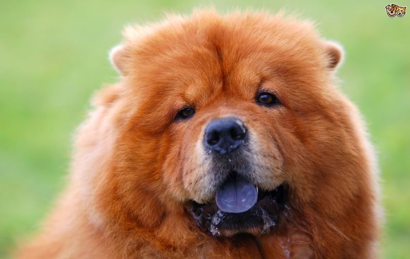 ¿Por qué el perro chow-chow tiene la lengua azul?