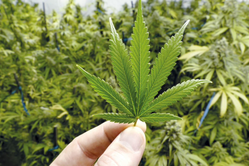¿Crees que la marihuana debería ser legalizada para recetas medicinales?