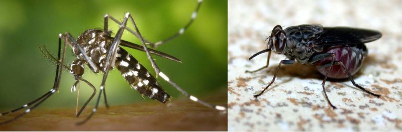 ¿Quién causa más muertes al año, el mosquito o la mosca tse tse?