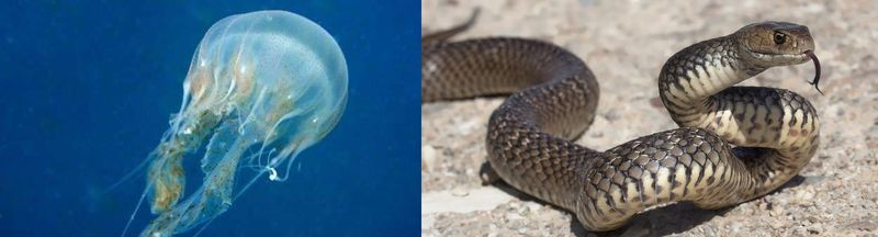 ¿Quién causa más muertes al año, la medusa o la serpiente?