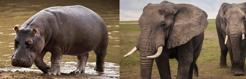 ¿Quién causa más muertes, el hipopótamo o el elefante?